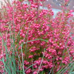 Erica gracilis - Zuidafrikaanse dopheide