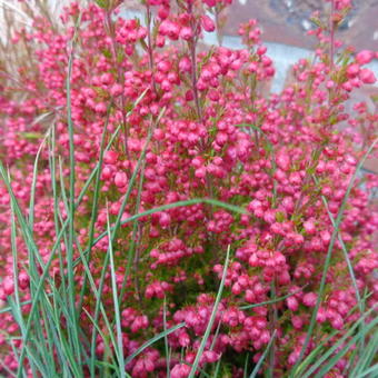 Erica gracilis