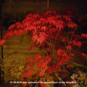 Acer palmatum 'Atropurpureum'