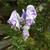 Aconitum carmichaelii 'Cloudy'