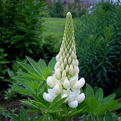 Lupine - Lupinus  'GALLERY White'