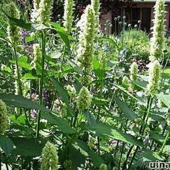 Agastache rugosa f. albiflora 'Alabaster'