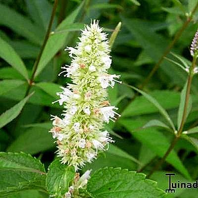 Anijsplant / Dropplant - Agastache rugosa f. albiflora 'Alabaster'