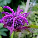 Monarda 'Hartwood Wine' - Bergamotplant