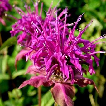 Monarda 'Hartwood Wine'