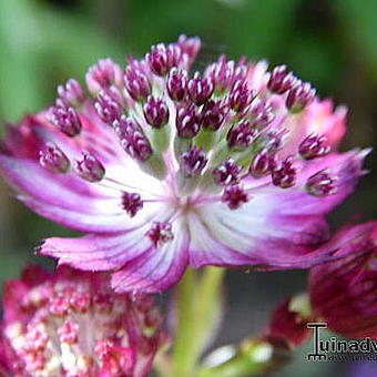 Astrantia major 'Moulin Rouge'