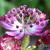 Astrantia major 'Moulin Rouge'