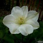 Clematis 'Guernsey Cream' - Bosrank