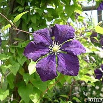 Clematis viticella 'Etoile Violette'