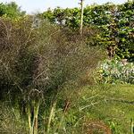 Venkel - Foeniculum 'Giant Bronze'