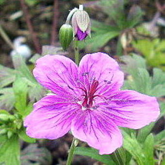 Geranium soboliferum 'Starman'