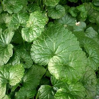 Glechoma hederacea