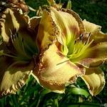 Hemerocallis (gele varieteiten) - Daglelie