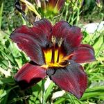 Hemerocallis (roze/purper var.) - Daglelie