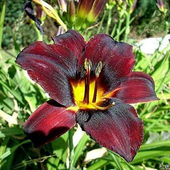 Hemerocallis (roze/purper var.)