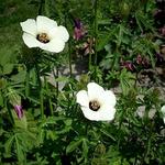 Hibiscus trionum - Drie-urenbloem