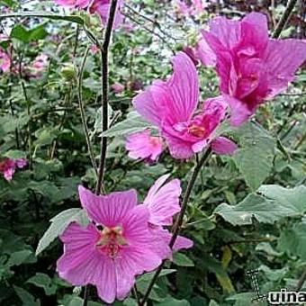 Lavatera x clementii 'Rosea'