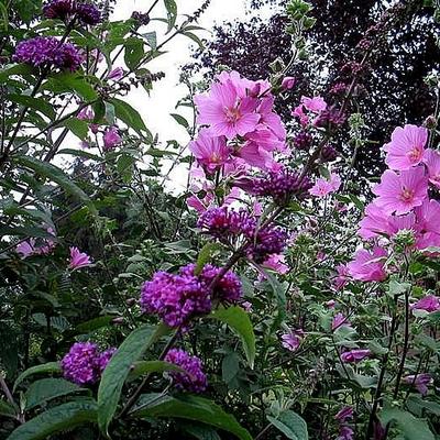 Struikmalva - bekermalva - struiklavatera - Lavatera x clementii 'Rosea'