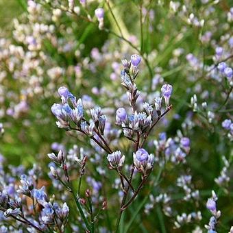 Limonium platyphyllum