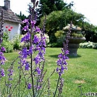 Linaria purpurea