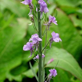 Linaria purpurea