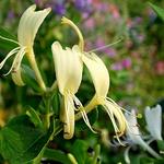 Lonicera japonica 'Hall's Prolific' - Japanse kamperfoelie