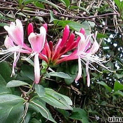 Boskamperfoelie - Lonicera periclymenum 'Serotina'