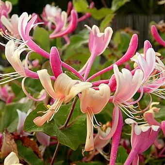 Lonicera periclymenum 'Serotina'