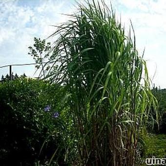 Miscanthus x giganteus