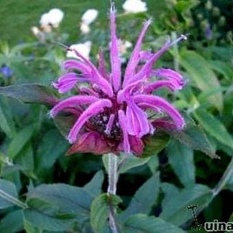 Monarda 'Violet Queen'