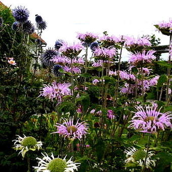 Monarda fistulosa