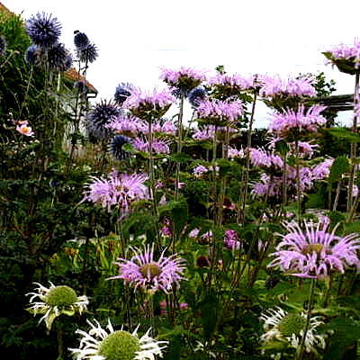 Bergamotplant - Monarda fistulosa