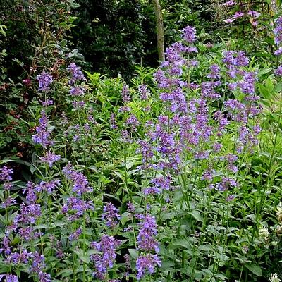 Kattekruid - Nepeta grandiflora 'Pool Bank'