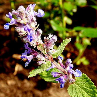 Nepeta racemosa