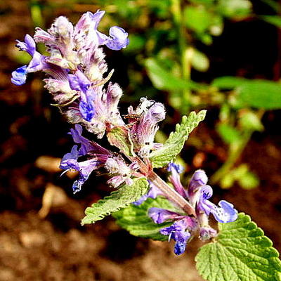 Kattekruid - Nepeta racemosa