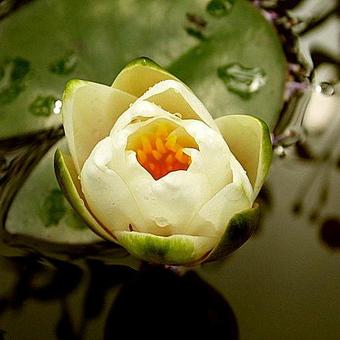 Nymphaea ' Marliacea Albida'