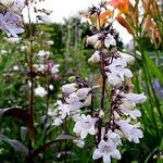 Slangekop - Penstemon digitalis  'Husker Red'