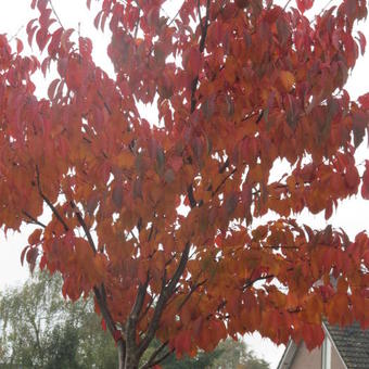 Pyrus calleryana 'Redspire'