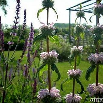 Phlomis tuberosa