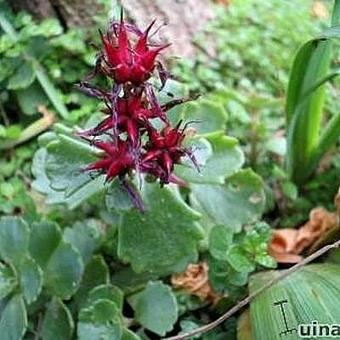 Sedum spurium 'Schorbuser Blut'