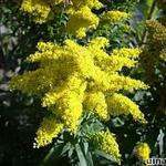 Solidago canadensis - Guldenroede