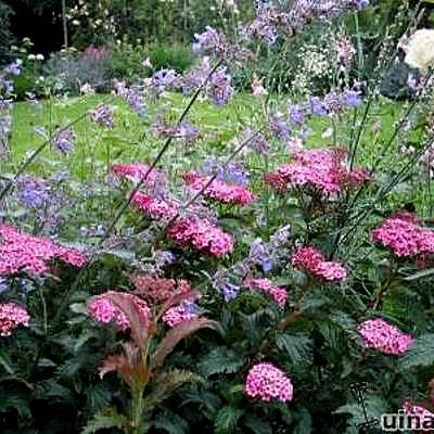 Spierstruik - Spiraea japonica 'Crispa'