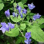 Strobilanthes atropurpureus - Trompetkruid