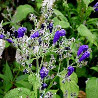 Strobilanthes atropurpureus