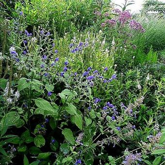 Strobilanthes atropurpureus