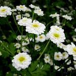 Tanacetum parthenium 'Sissinghurst White' - Moederkruid