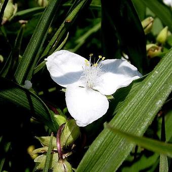 Tradescantia andersoniana 'Innocence'