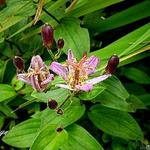 Tricyrtis formosana 'Seirijn' - Paddenlelie / armeluisorchidee