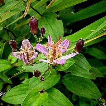 Tricyrtis formosana 'Seirijn'