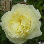 Rosa 'Elfe' - Roos, klimroos